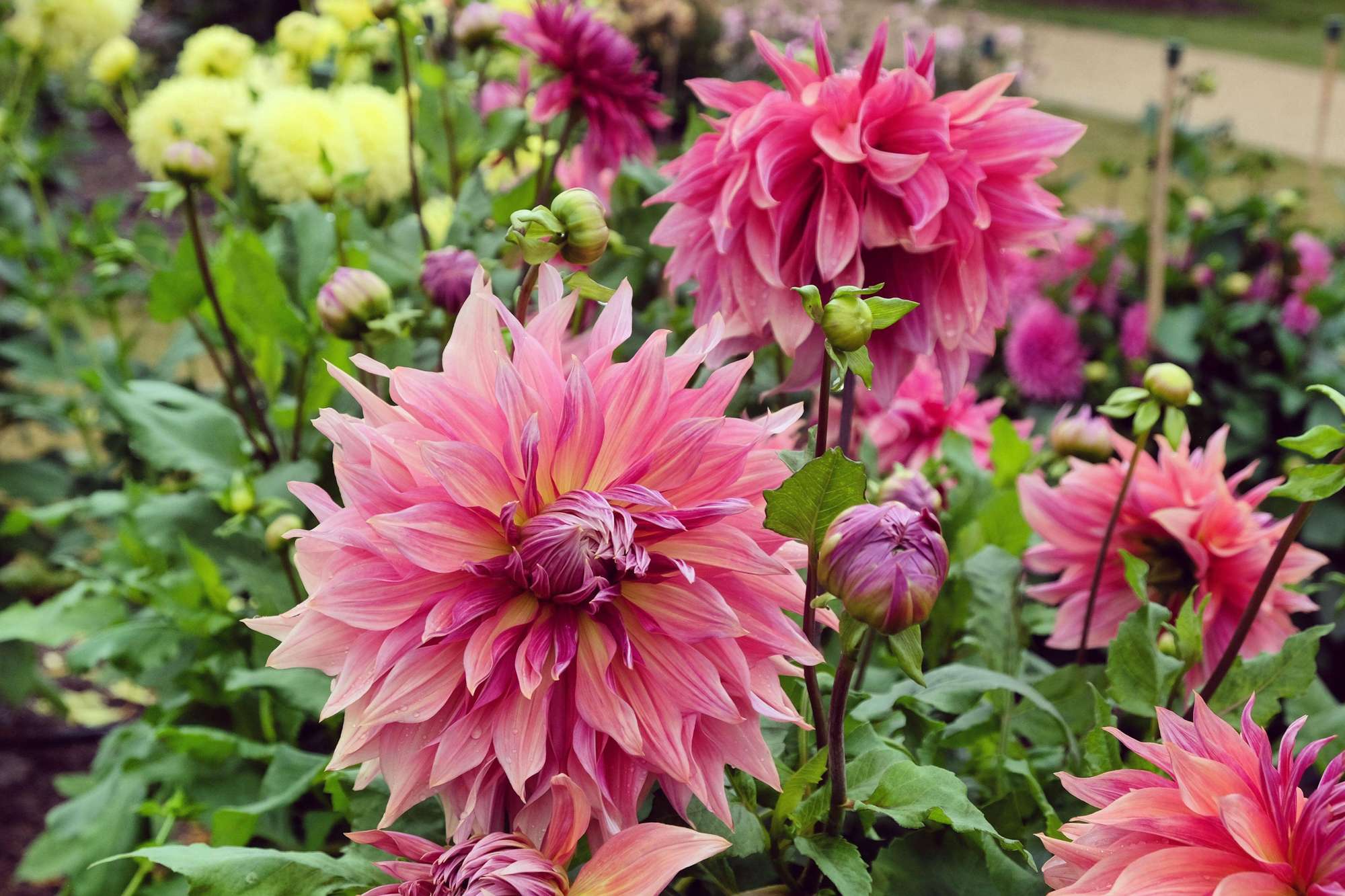 Dahlia 'Penhill Dark Monarch'